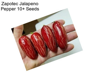 Zapotec Jalapeno Pepper 10+ Seeds