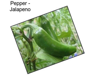 Pepper - Jalapeno