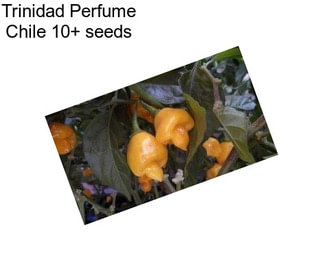 Trinidad Perfume Chile 10+ seeds 