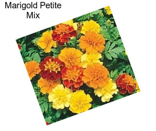 Marigold Petite Mix