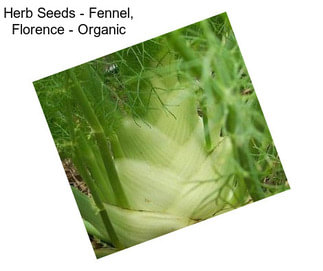Herb Seeds - Fennel, Florence - Organic