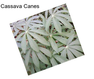 Cassava Canes