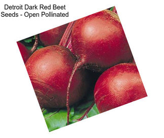 Detroit Dark Red Beet Seeds - Open Pollinated