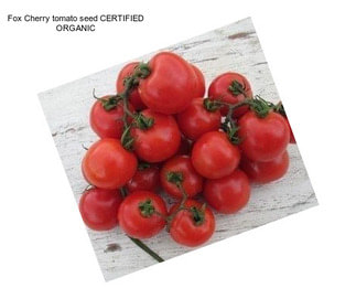 Fox Cherry tomato seed CERTIFIED ORGANIC