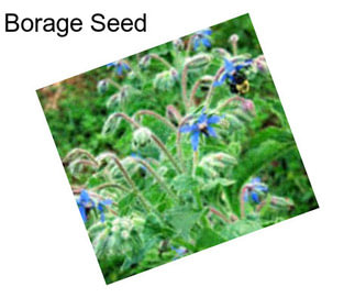 Borage Seed