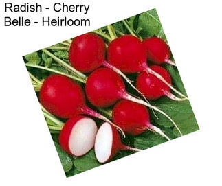 Radish - Cherry Belle - Heirloom