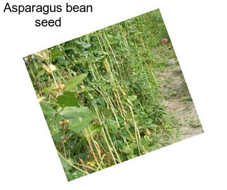 Asparagus bean seed