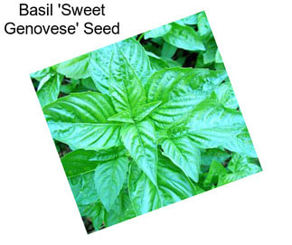 Basil \'Sweet Genovese\' Seed