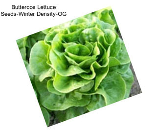 Buttercos Lettuce Seeds-Winter Density-OG