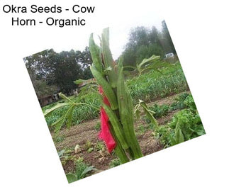 Okra Seeds - Cow Horn - Organic