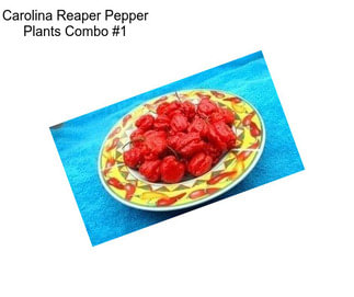 Carolina Reaper Pepper Plants Combo #1