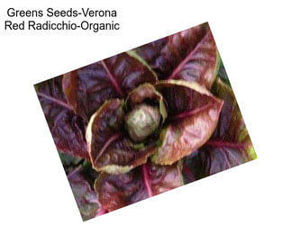 Greens Seeds-Verona Red Radicchio-Organic