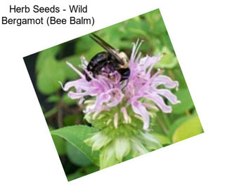 Herb Seeds - Wild Bergamot (Bee Balm)