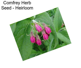 Comfrey Herb Seed - Heirloom