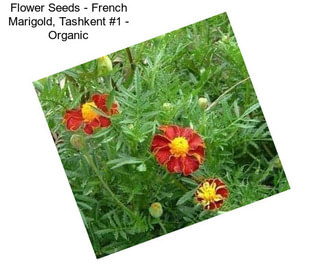 Flower Seeds - French Marigold, Tashkent #1 - Organic