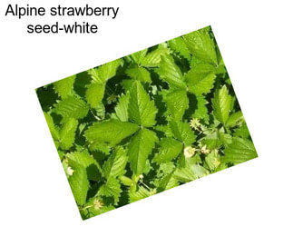 Alpine strawberry seed-white