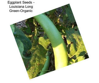 Eggplant Seeds - Louisiana Long Green-Organic
