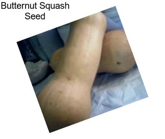 Butternut Squash Seed