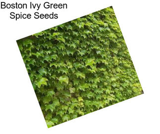 Boston Ivy Green Spice Seeds