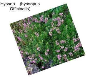 Hyssop    (hyssopus Officinalis)