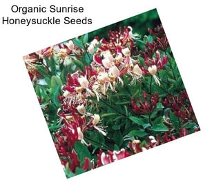 Organic Sunrise Honeysuckle Seeds