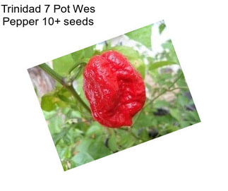 Trinidad 7 Pot Wes Pepper 10+ seeds