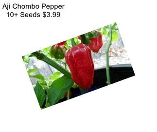 Aji Chombo Pepper 10+ Seeds $3.99