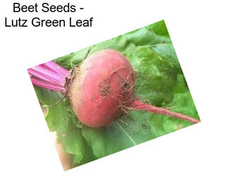Beet Seeds - Lutz Green Leaf
