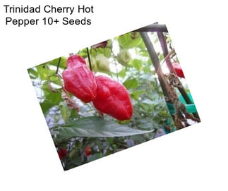 Trinidad Cherry Hot Pepper 10+ Seeds