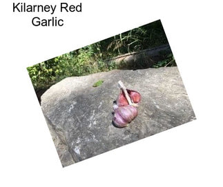 Kilarney Red Garlic