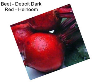 Beet - Detroit Dark Red - Heirloom