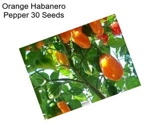 Orange Habanero Pepper 30 Seeds
