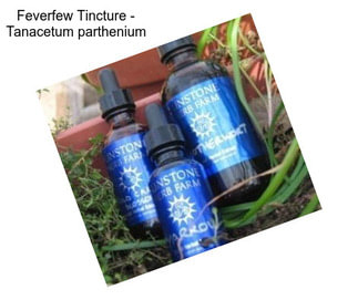 Feverfew Tincture - Tanacetum parthenium