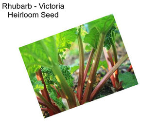 Rhubarb - Victoria Heirloom Seed