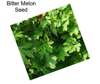 Bitter Melon Seed