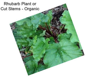 Rhubarb Plant or Cut Stems - Organic