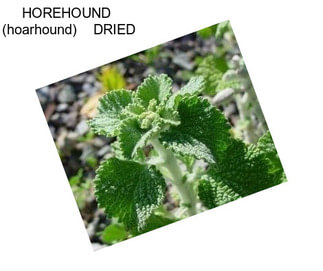 HOREHOUND  (hoarhound)    DRIED