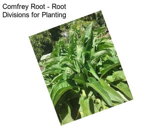 Comfrey Root - Root Divisions for Planting