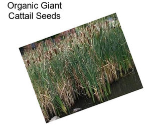 Organic Giant Cattail Seeds
