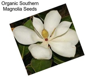 Organic Southern Magnolia Seeds