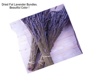 Dried Fat Lavender Bundles. Beautiful Color !