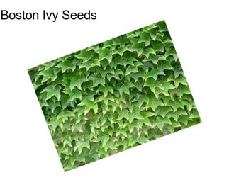 Boston Ivy Seeds