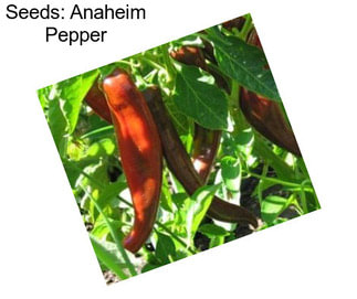 Seeds: Anaheim Pepper