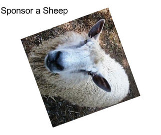 Sponsor a Sheep