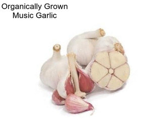 Organically Grown Music Garlic