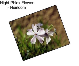 Night Phlox Flower - Heirloom