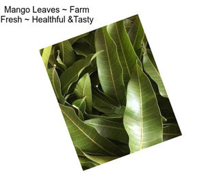 Mango Leaves ~ Farm Fresh ~ Healthful &Tasty