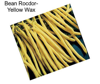 Bean Rocdor- Yellow Wax