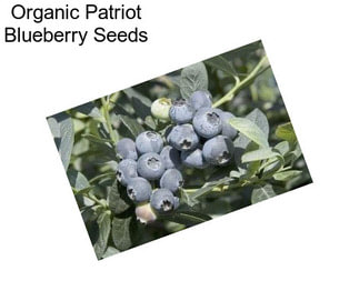 Organic Patriot Blueberry Seeds