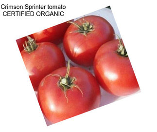 Crimson Sprinter tomato CERTIFIED ORGANIC